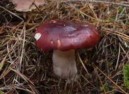 Gołąbek kasztanowaty