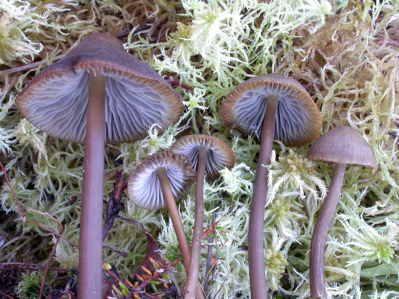 Mycena megaspora