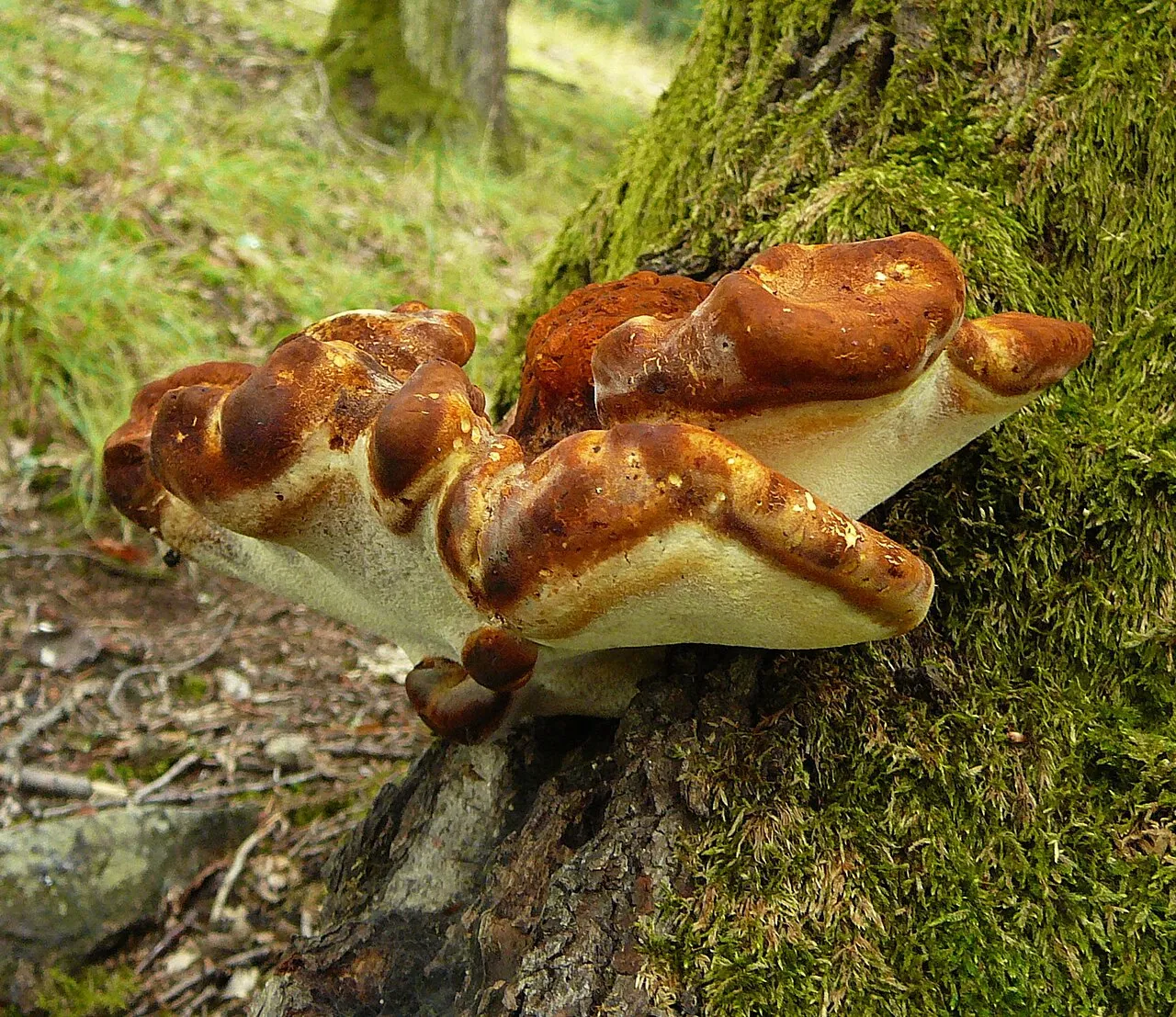 Porojęzyk dębowy