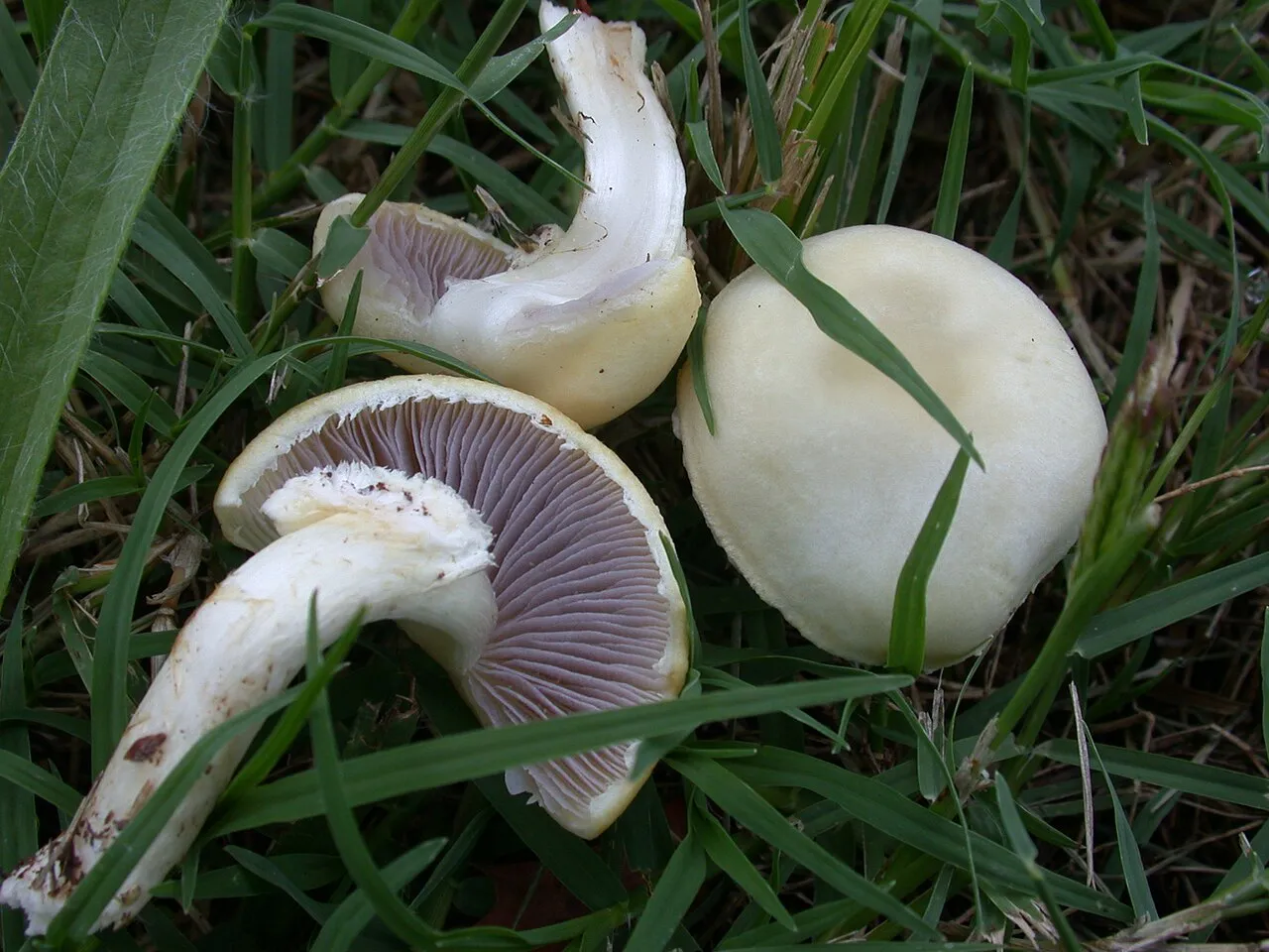 Stropharia melanosperma