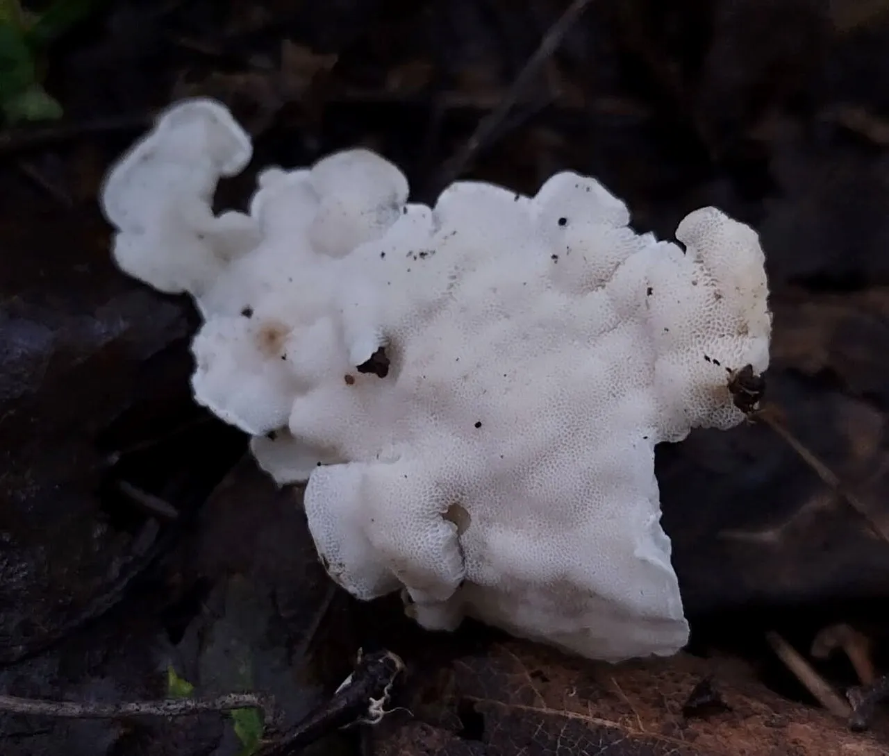Antrodiella faginea