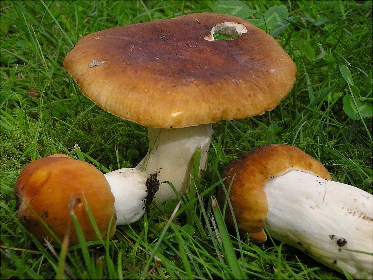 Gołąbek kunowy