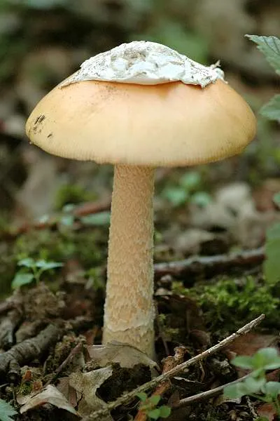 Muchomor żółtawy