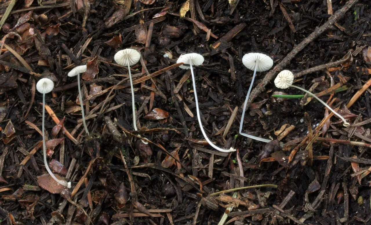 Mycena stylobates