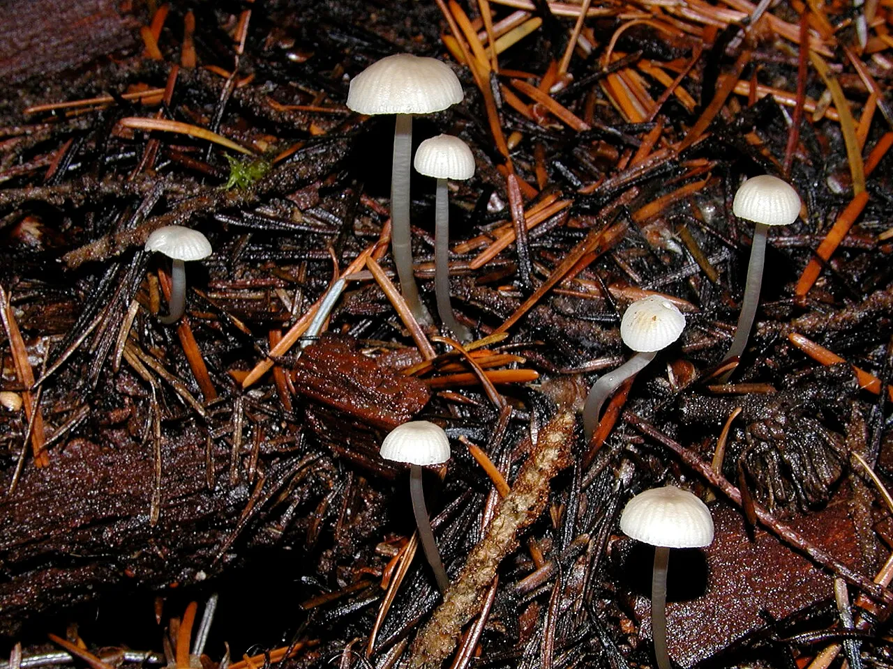 Roridomyces