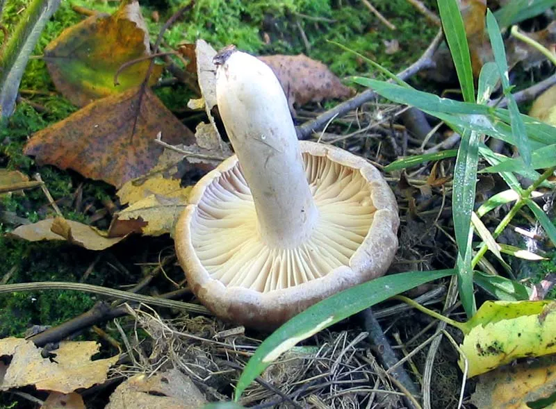 Lactarius flexuosus