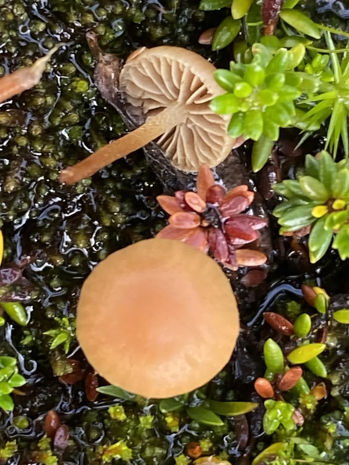 Galerina ampullaceocystis