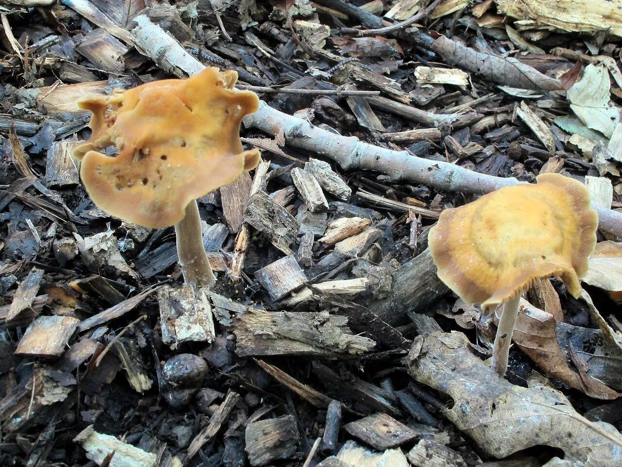 Agrocybe arvalis