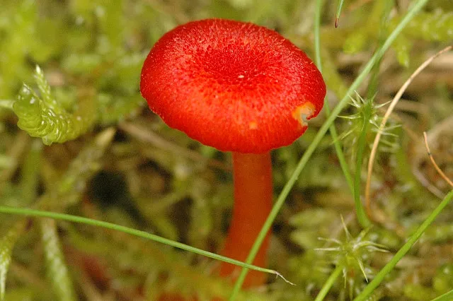 Wilgotnica torfowiskowa