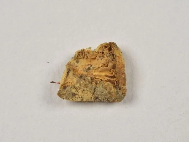 Crepidotus kubickae