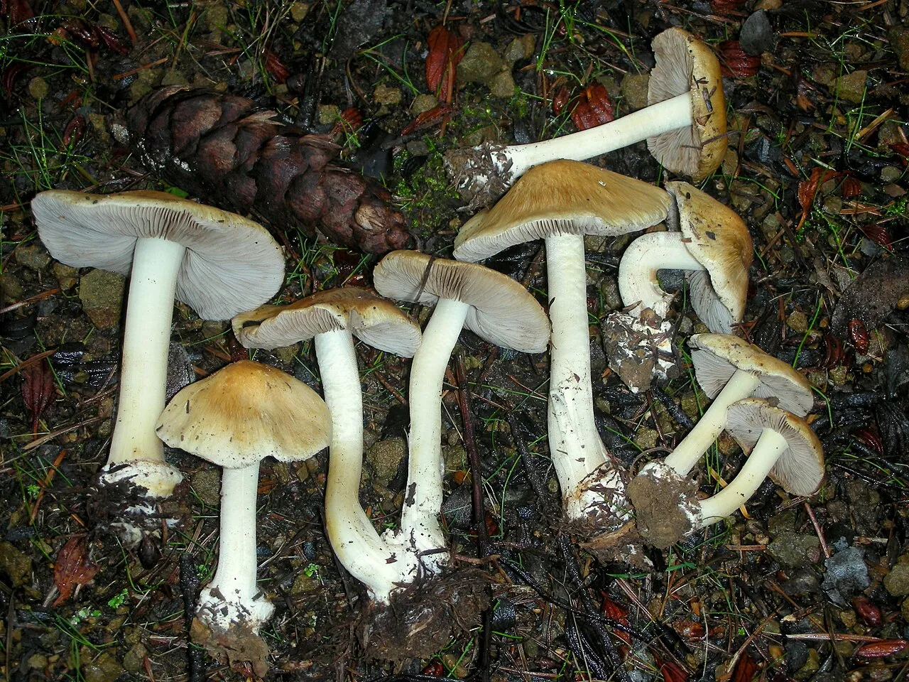 Strzępiak jasnobrzegi