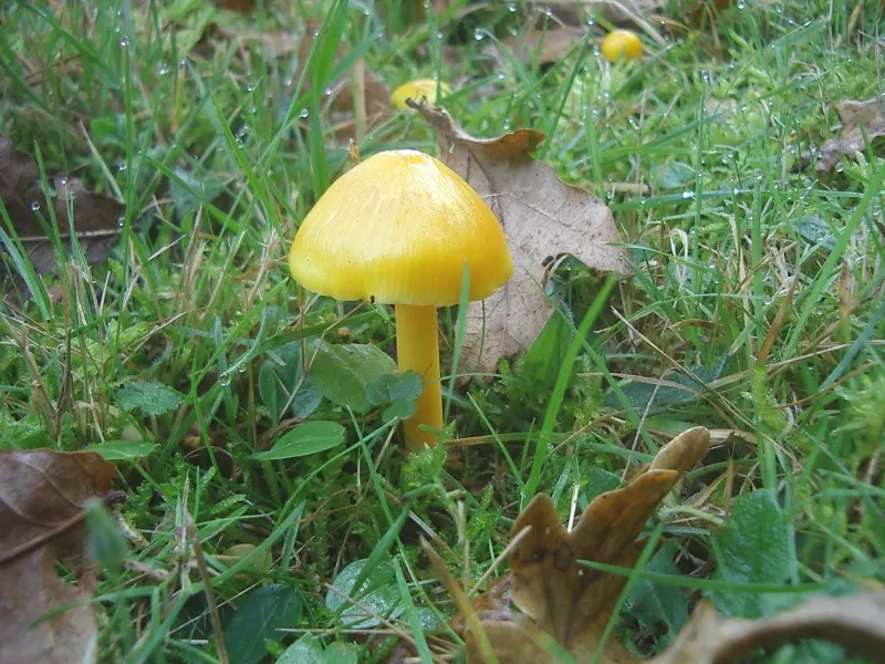 Wilgotnica pniakowa