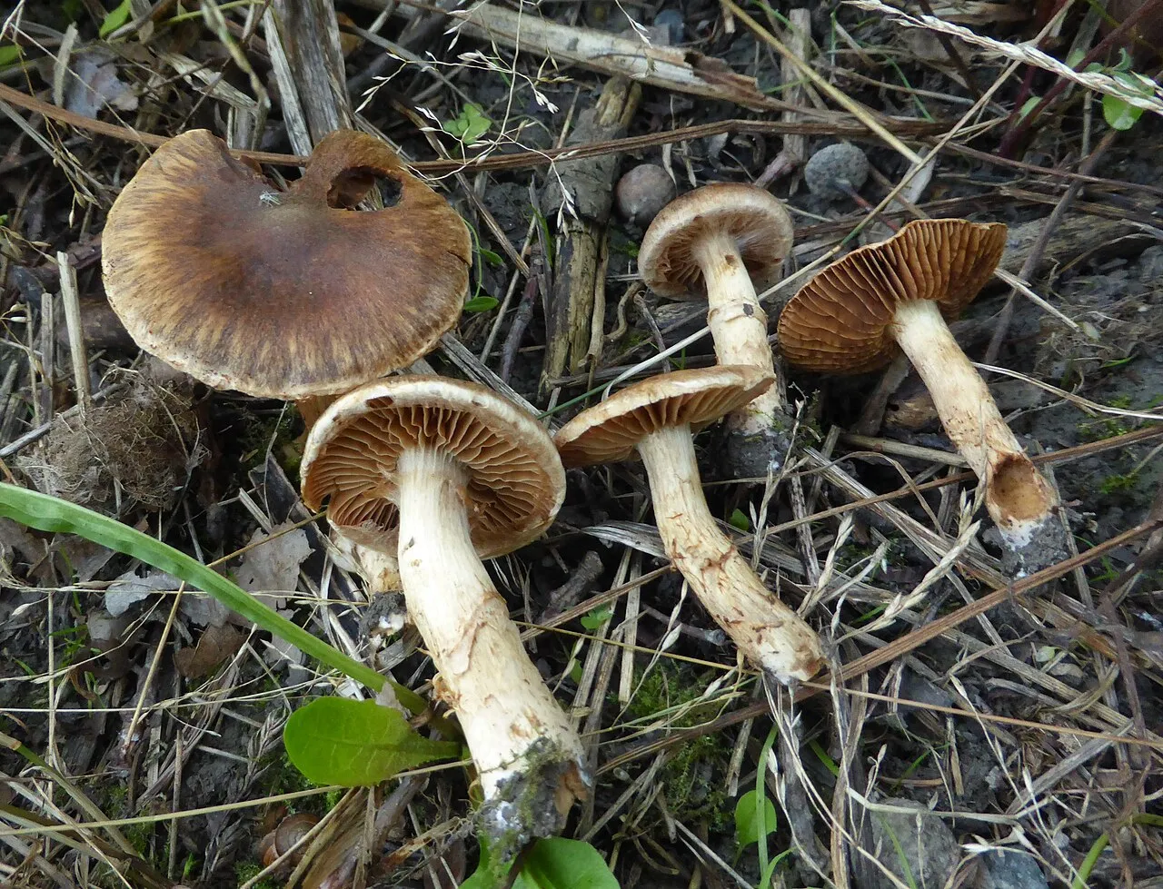 Cortinarius semiodoratus