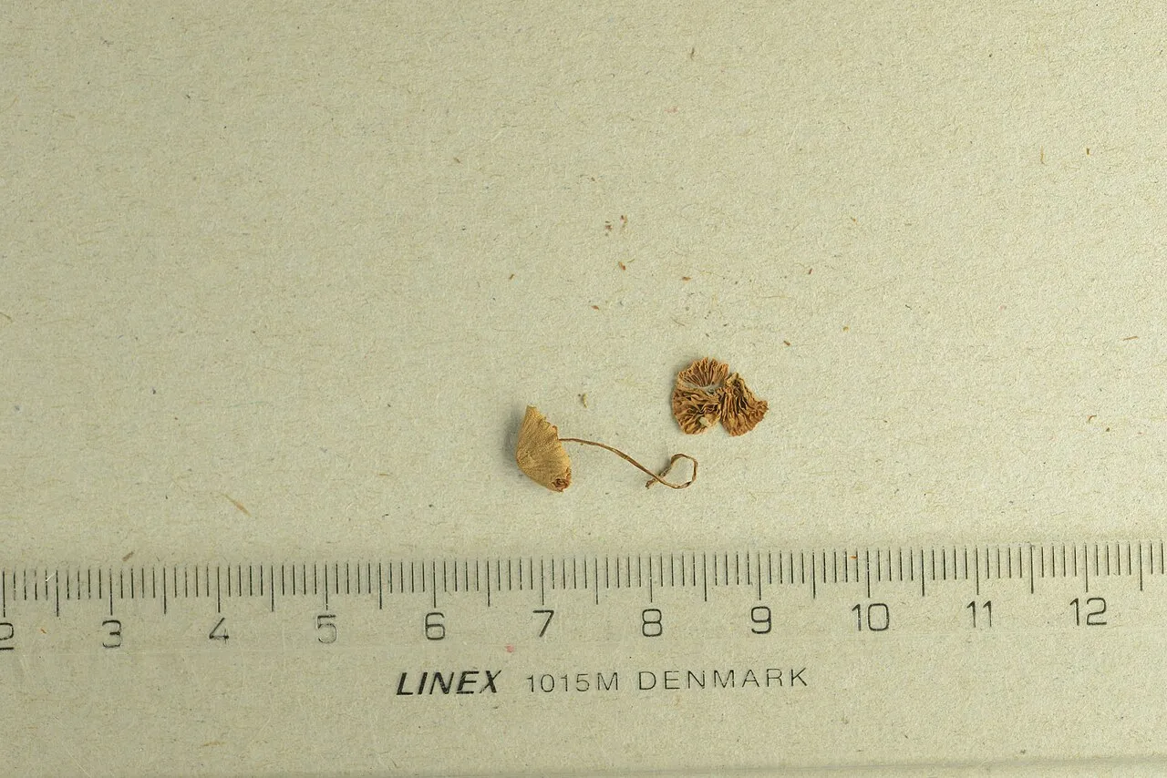 Conocybe ochrostriata