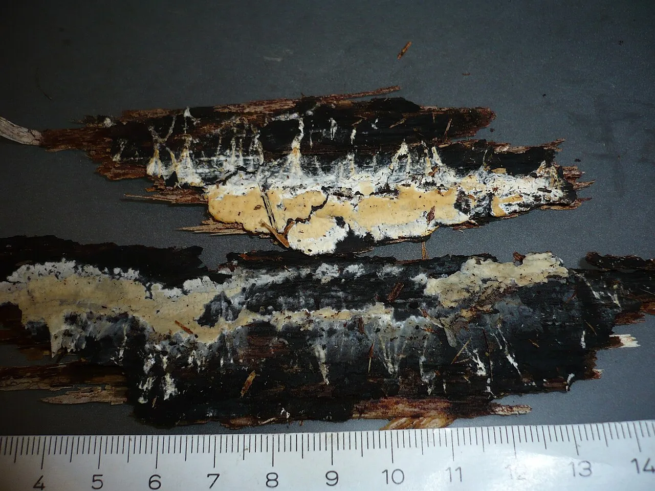 Mutatoderma mutatum