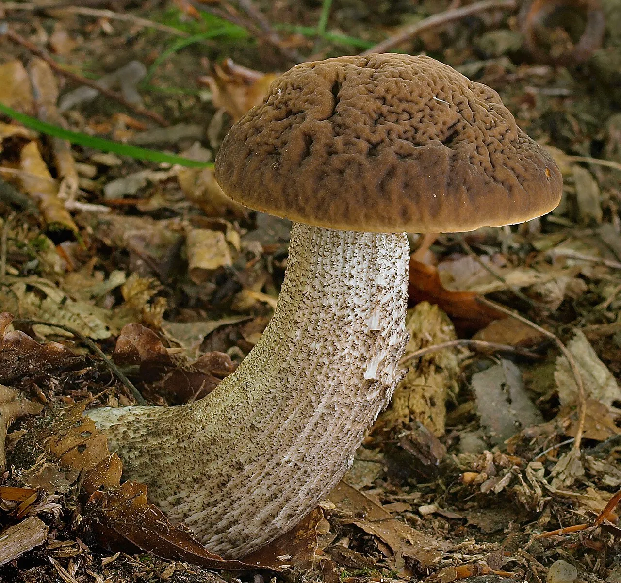 koźlarek grabowy
