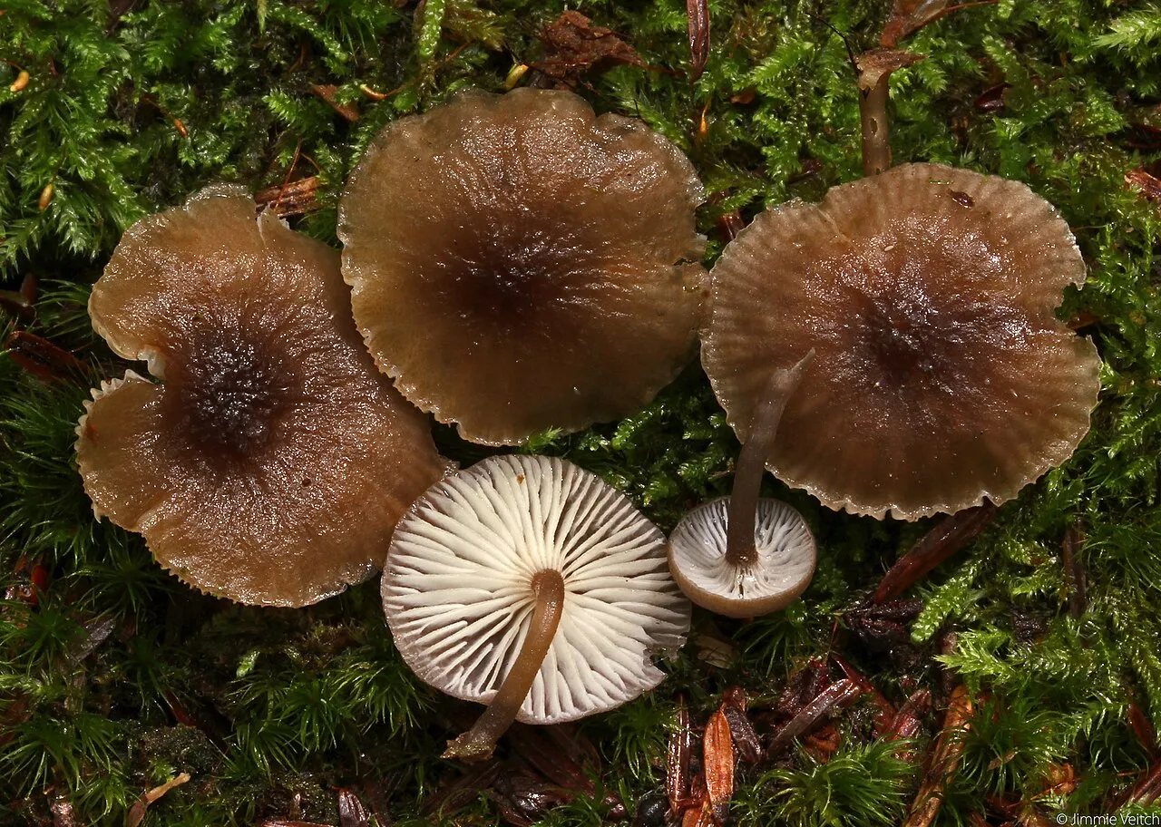 Hydropus marginellus