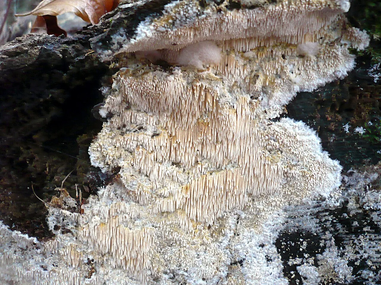 Dentipellis fragilis