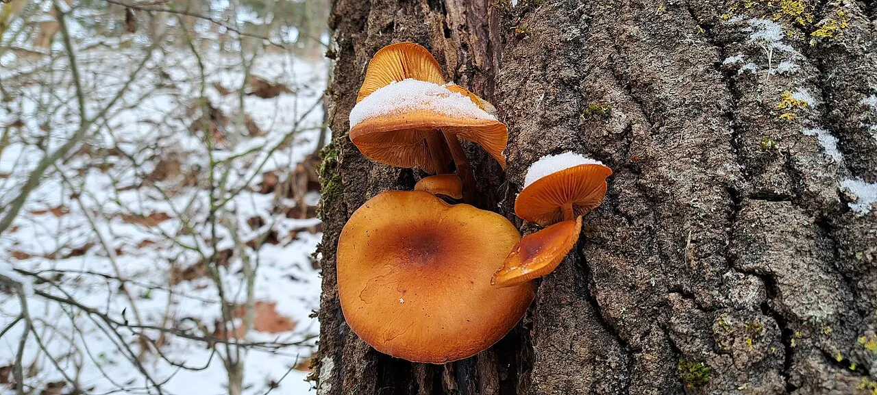 Flammulina elastica
