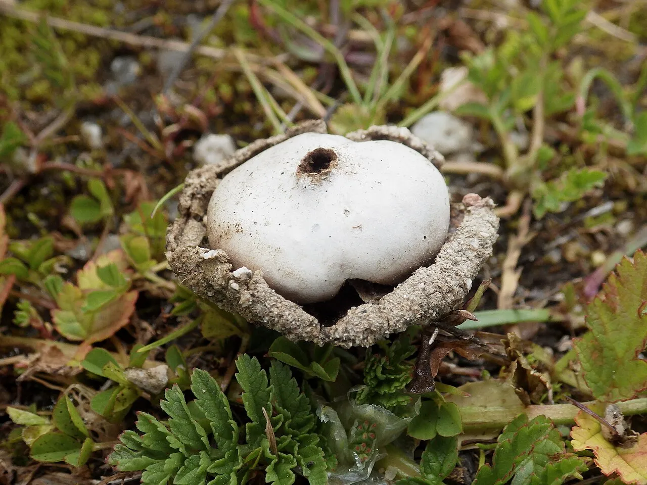 Disciseda bovista