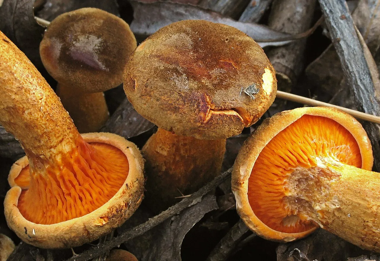 Hygrophoropsis rufa