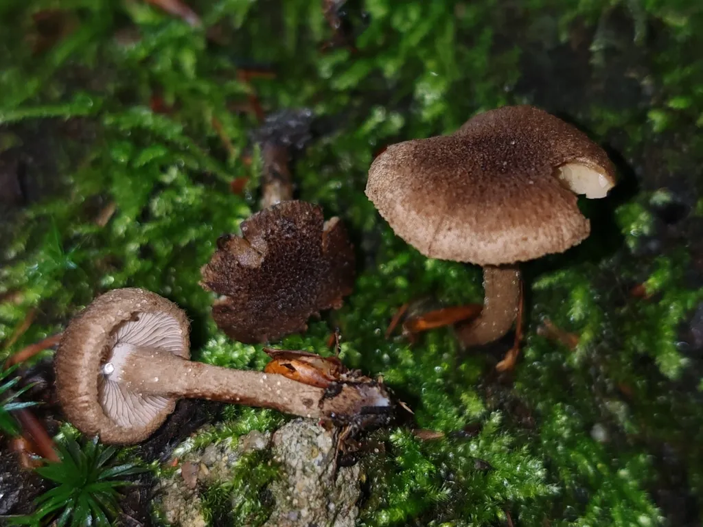 Strzępiak wełnisty, zdjęcie 3