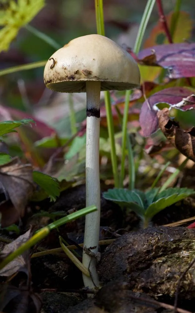 Protostropharia alcis