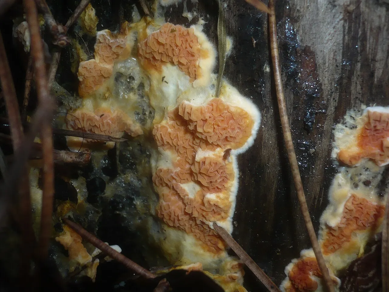 Leucogyrophana mollusca