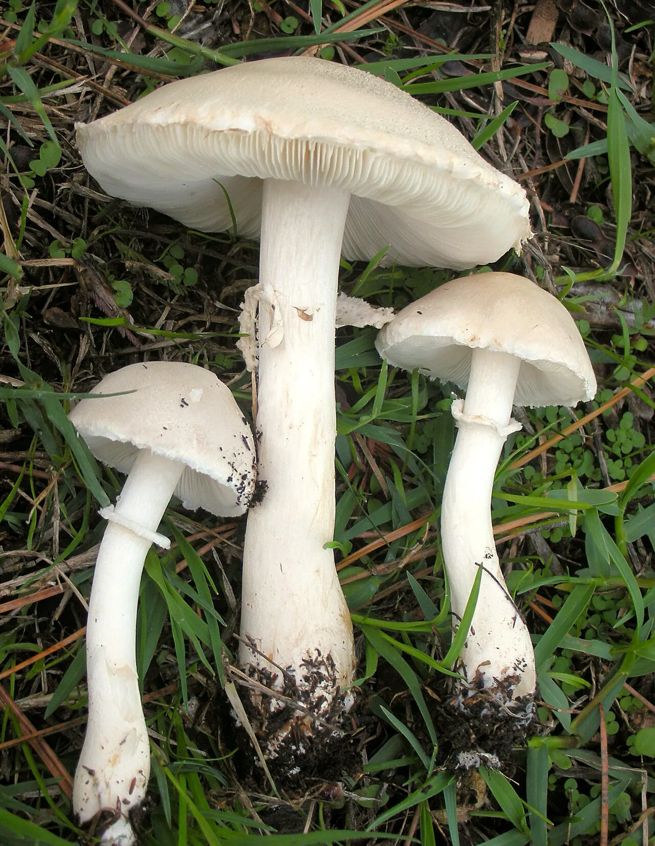 Leucoagaricus