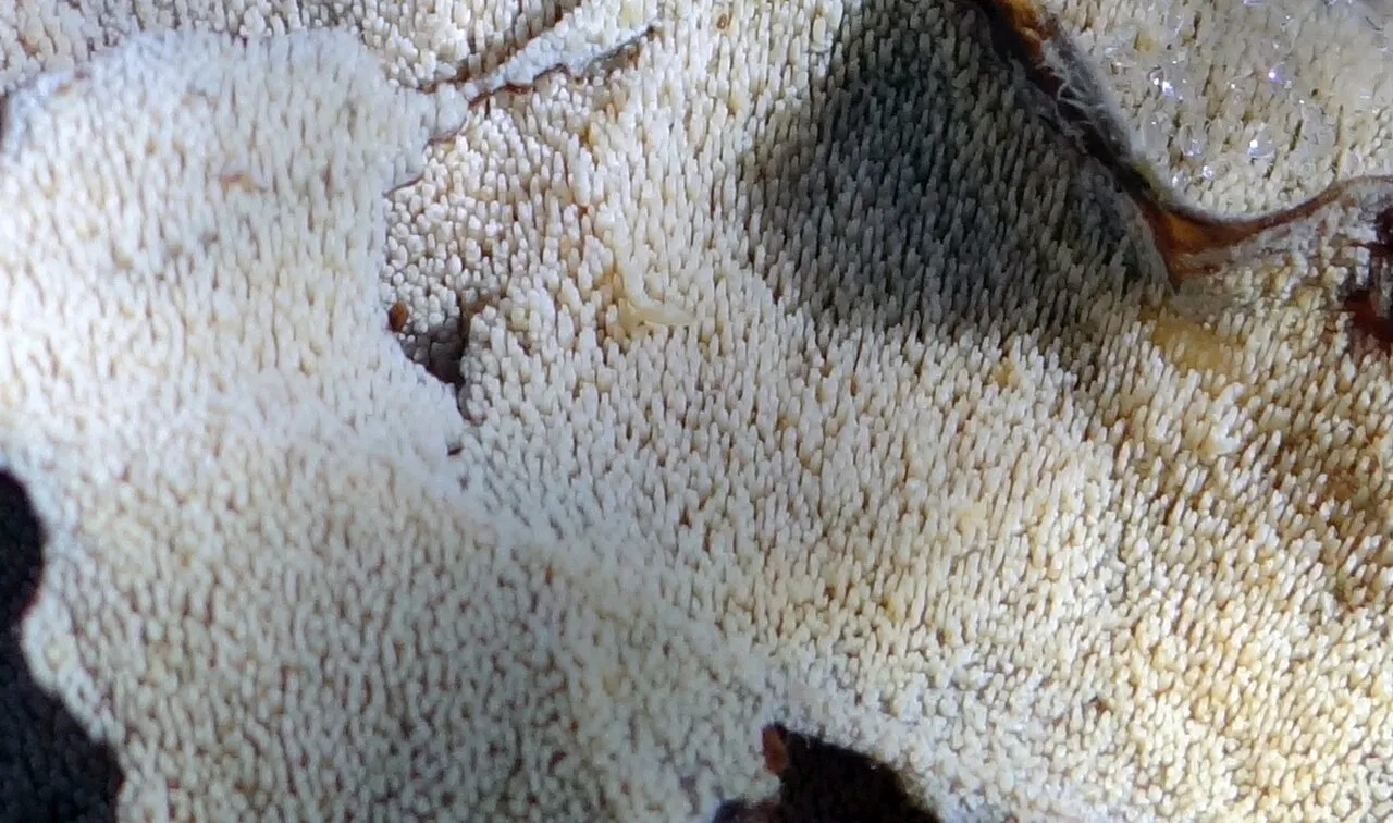 Dacryobolus sudans