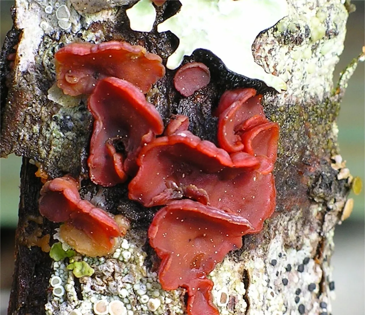 Cytidia salicina