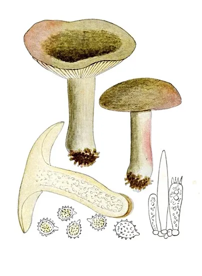 Russula clavipes