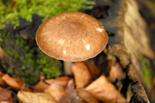 Drobnołuszczak fioletowoczarniawy