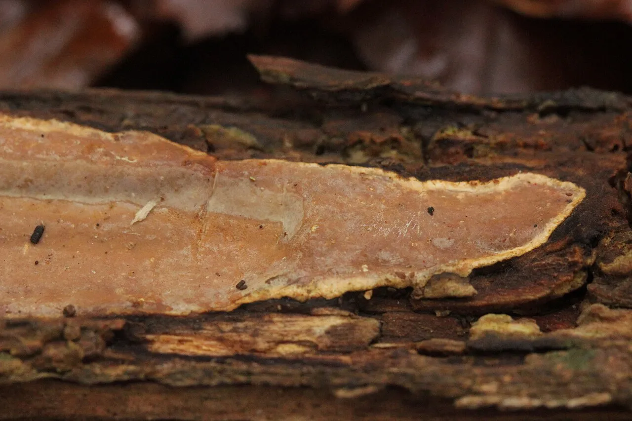 Scytinostroma hemidichophyticum