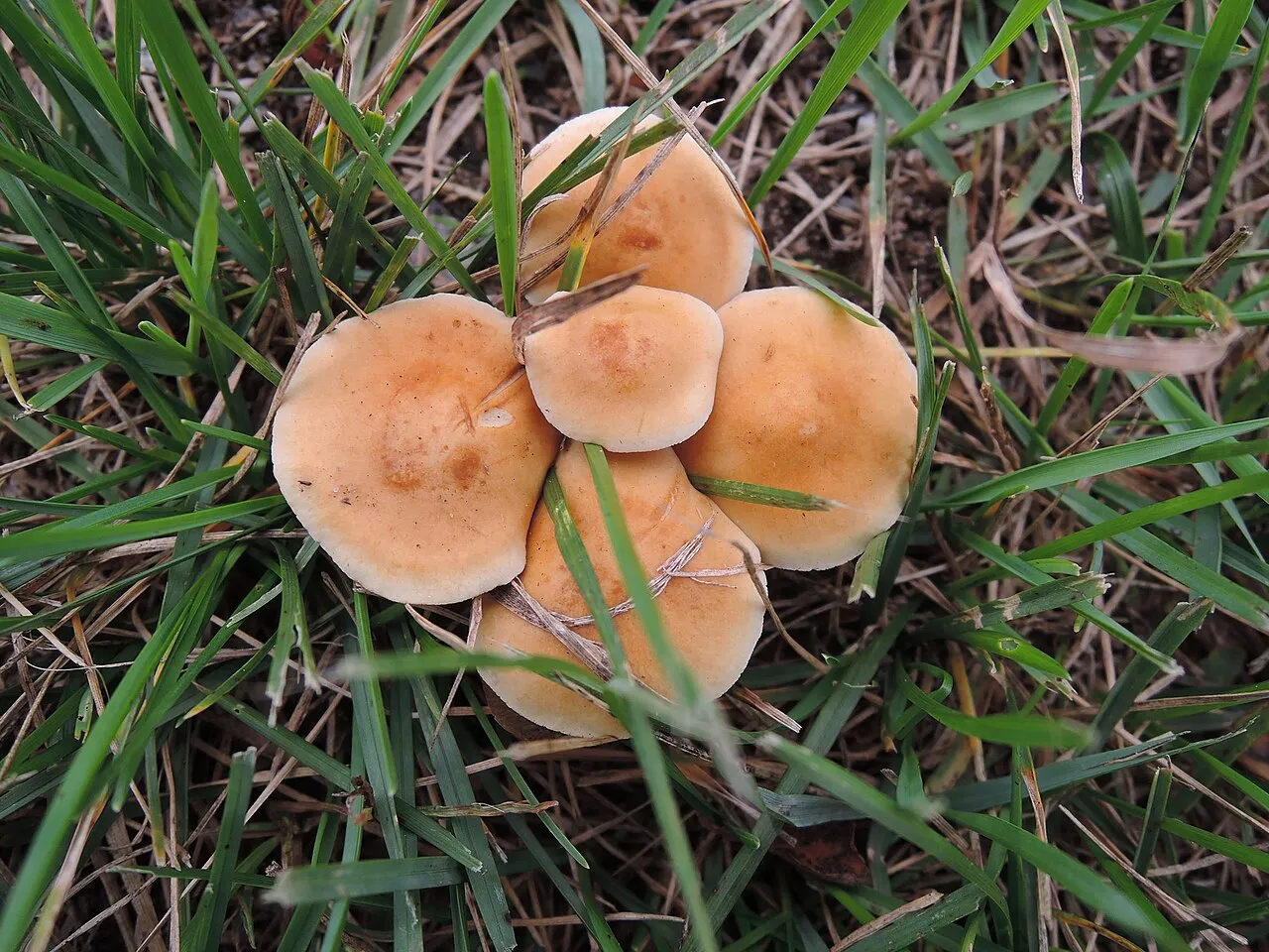 polówka pustotrzonowa