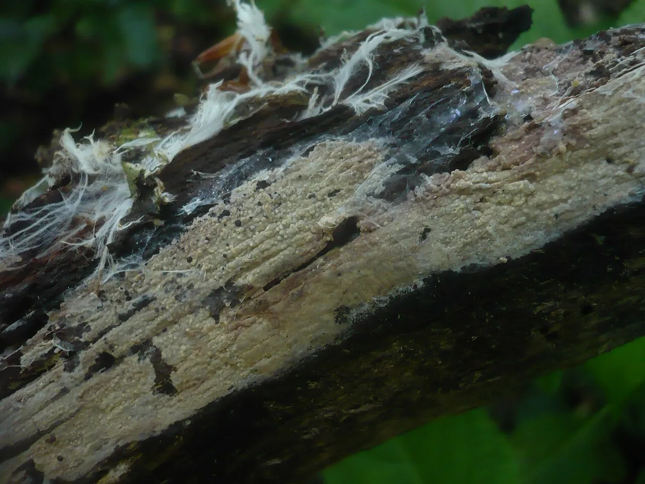Hyphoderma roseocremeum