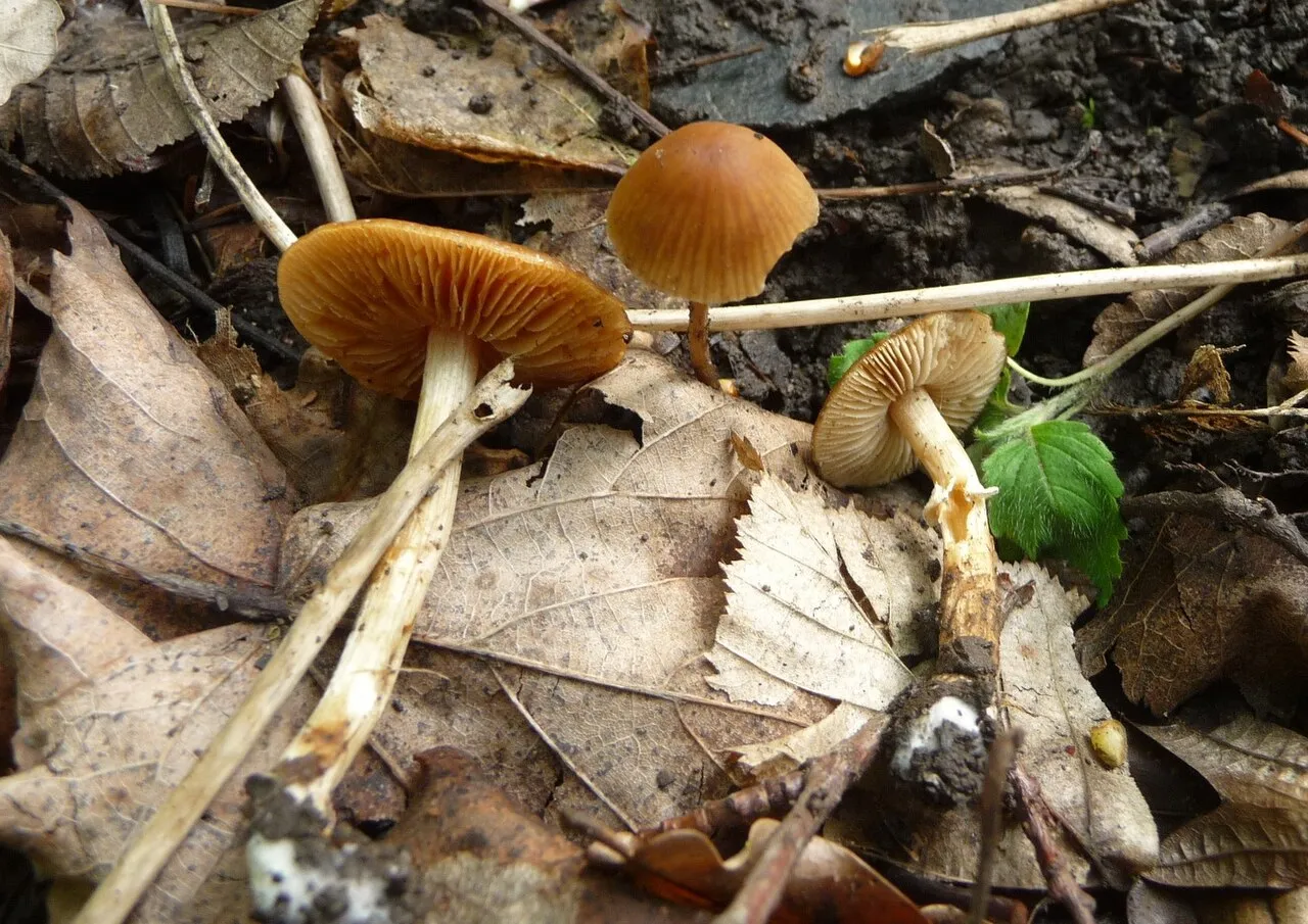 Conocybe aporos