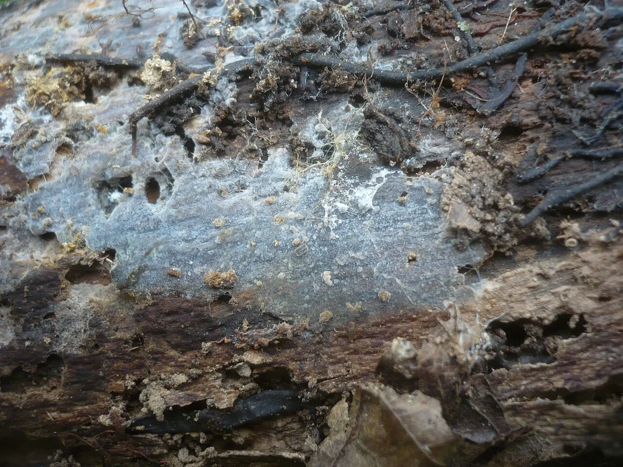 Scopuloides rimosa