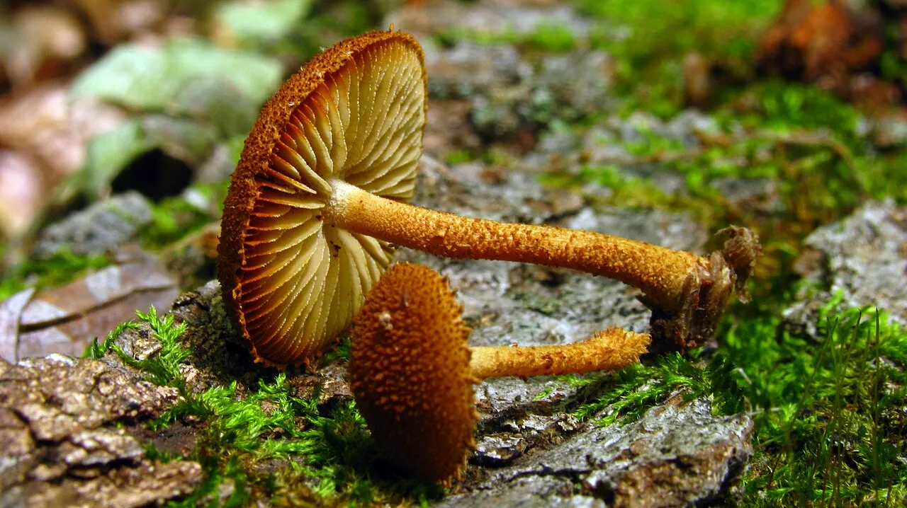 Ciemnotwardnik łuskowaty