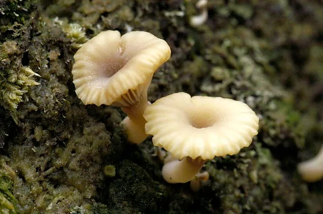 Pępówka baldaszkowa