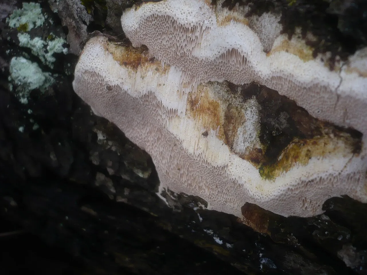 Perenniporia