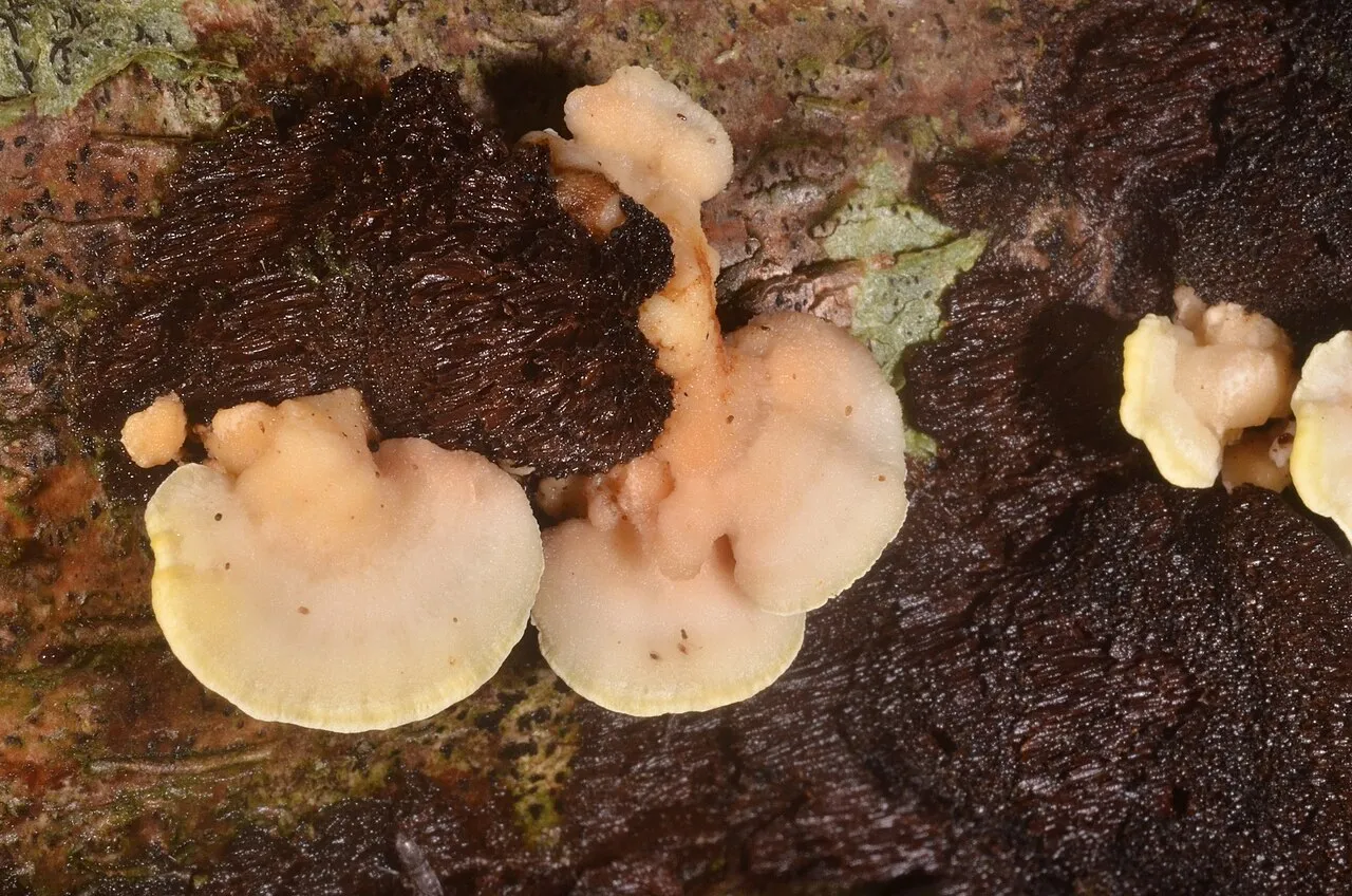 Antrodiella serpula