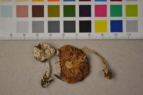 Volvariella hypopithys