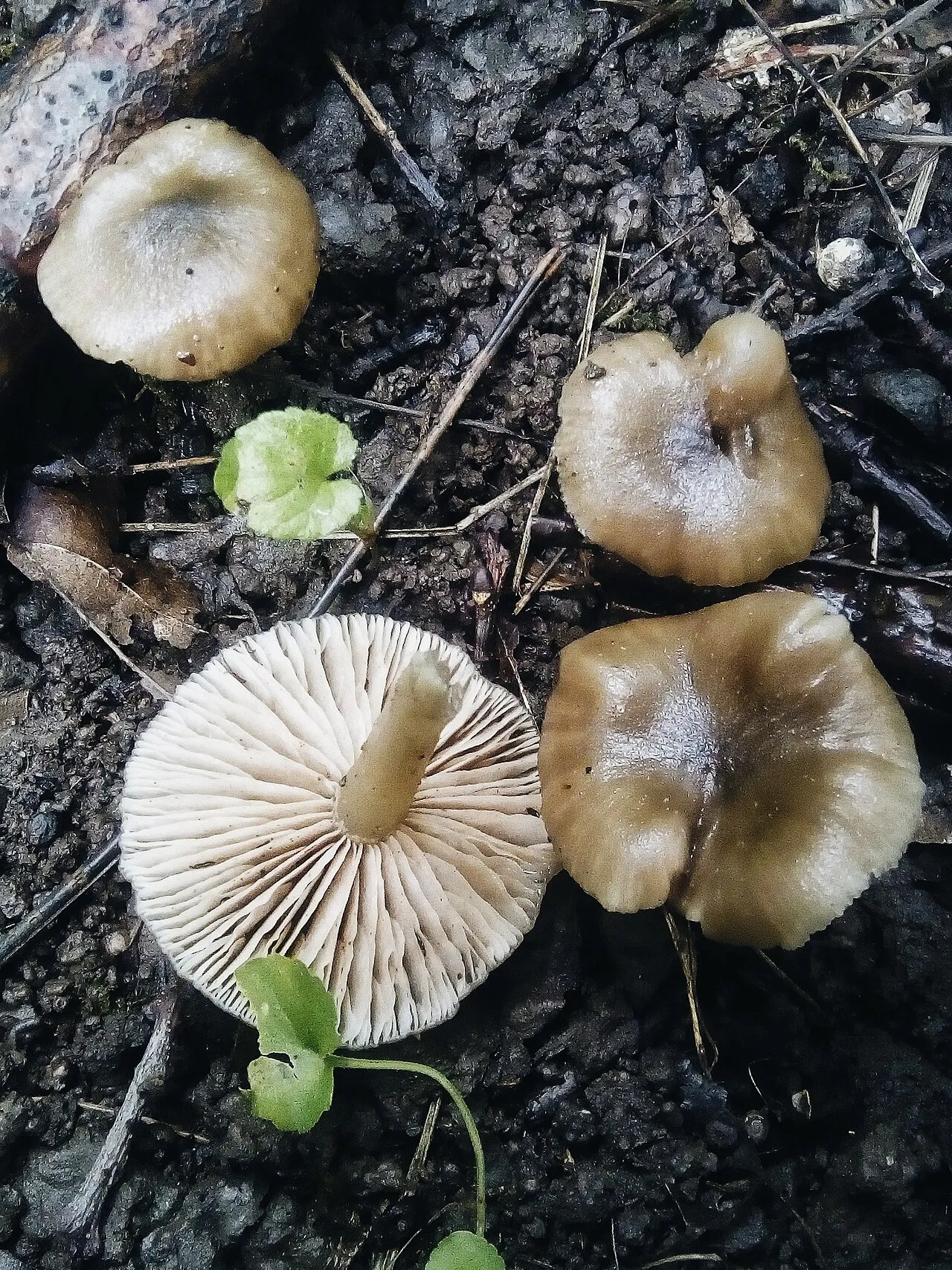 Entoloma caccabus