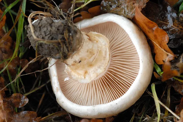 Czubniczek czarnołuskowy