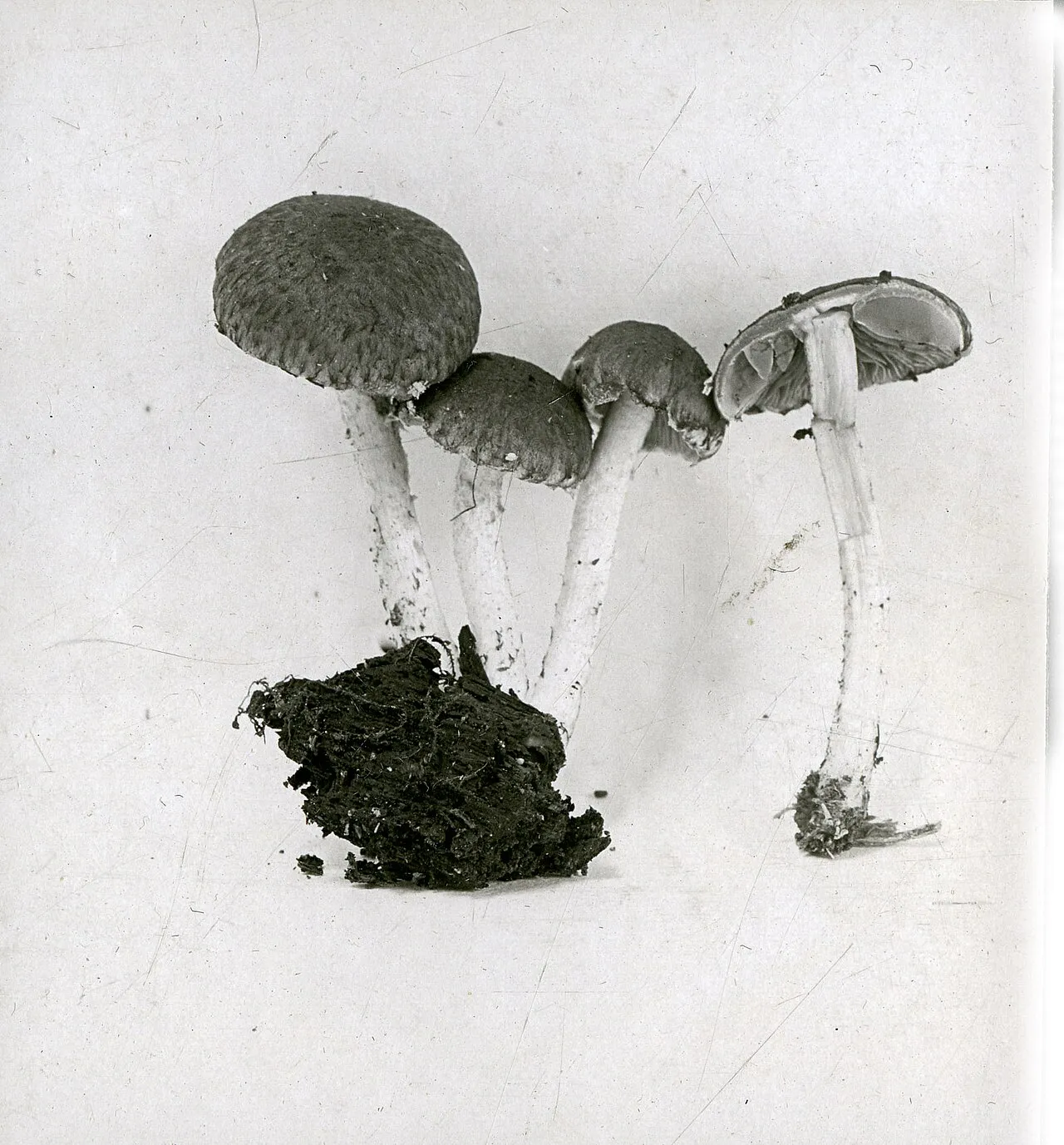 Cystoagaricus sylvestris