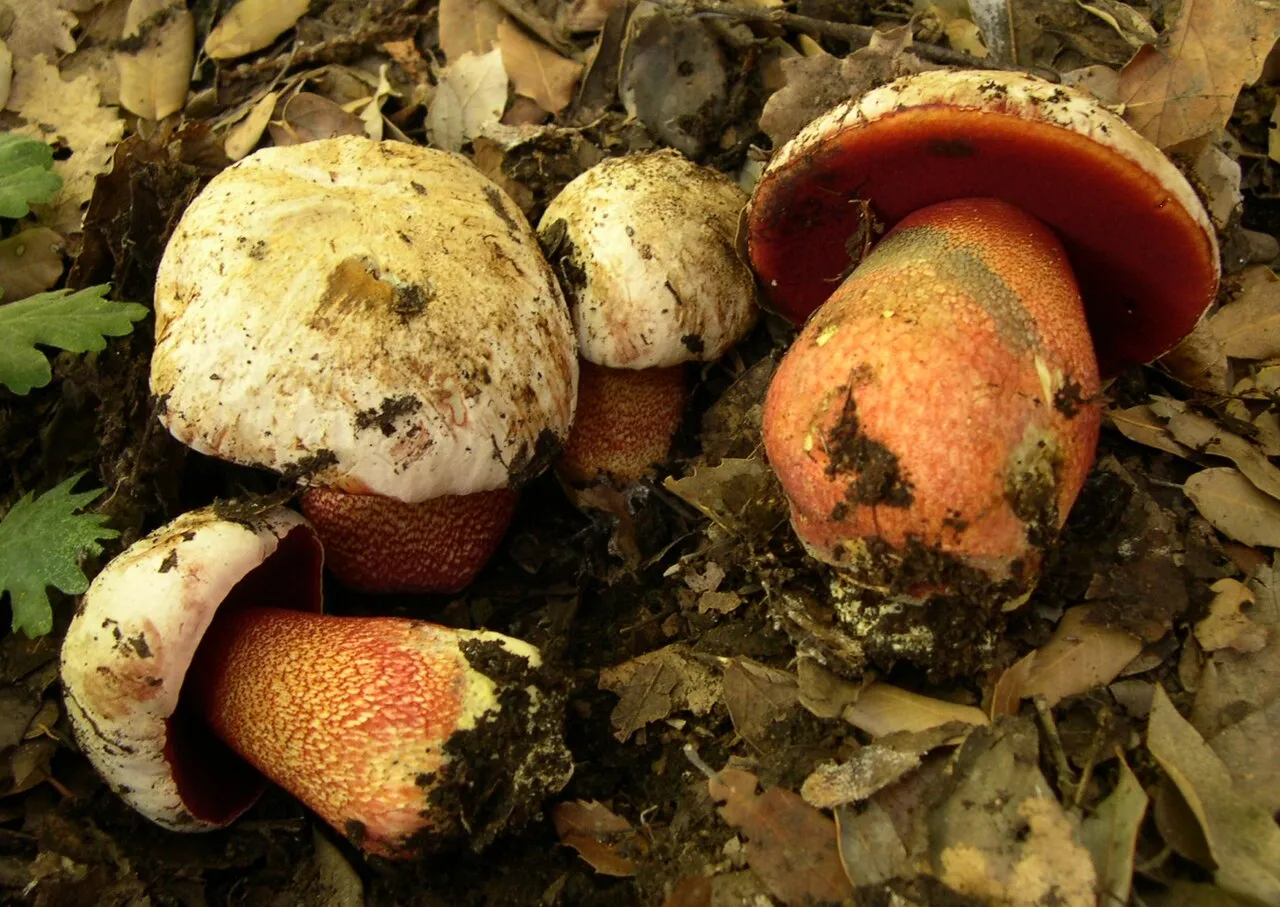 Krwistoborowik purpurowy