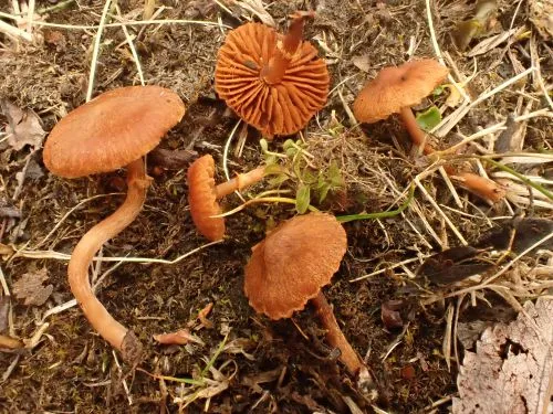 Cortinarius saniosus