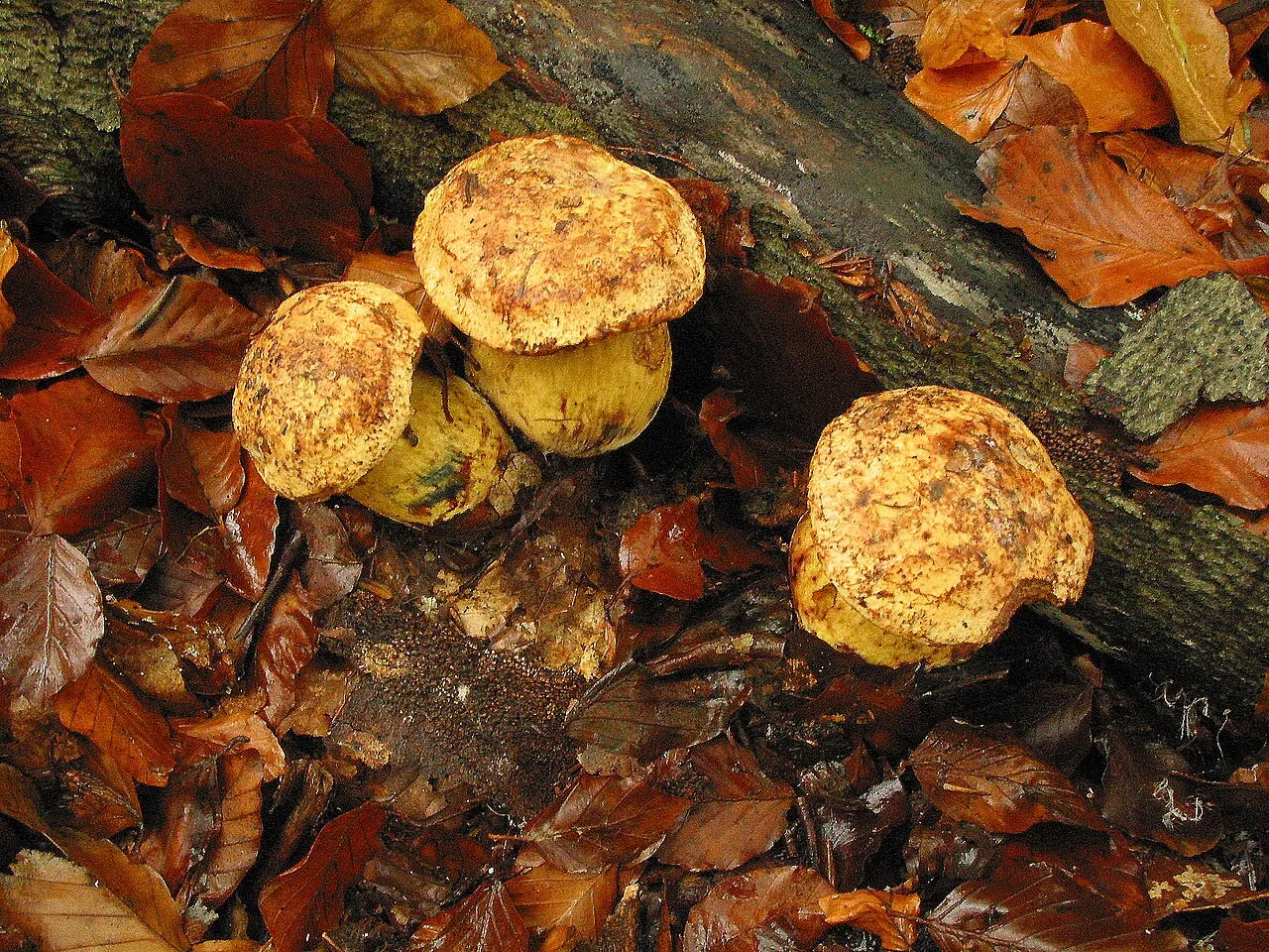 borowik żonkilowy
