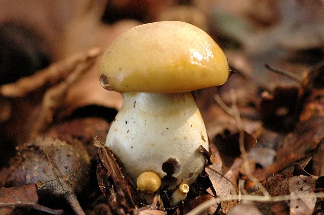 Cortinarius delibutus